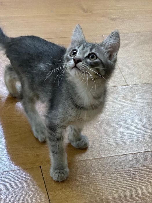 Котенок мальчик в добрые руки