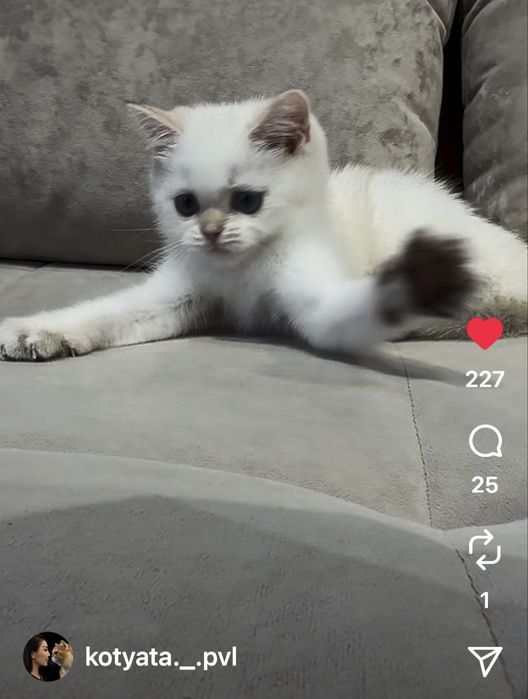 Котята шиншиллята с документами