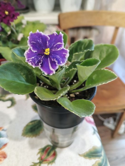 Фиалки молоденькие