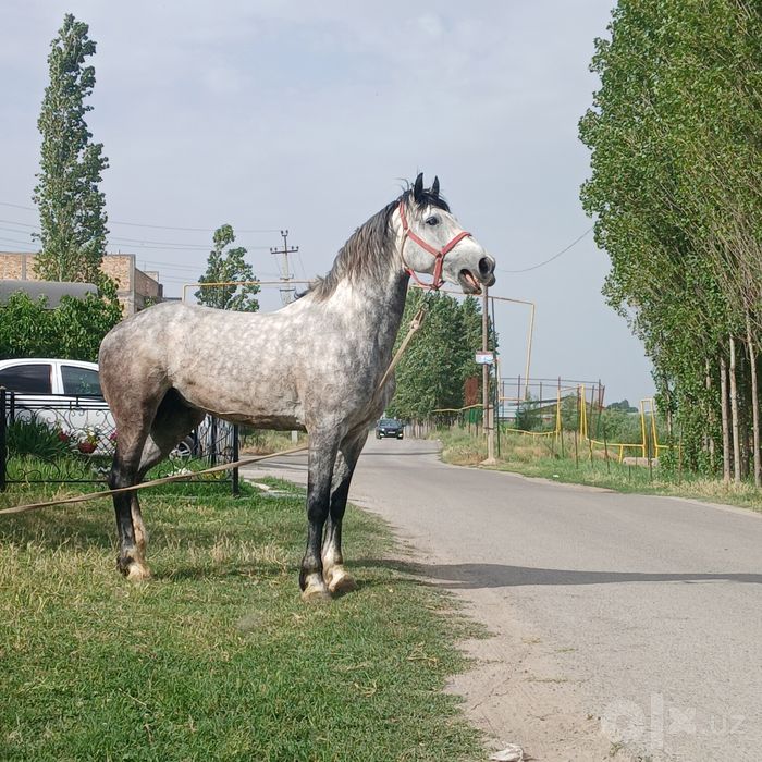 Qora bayir ot sotiladi