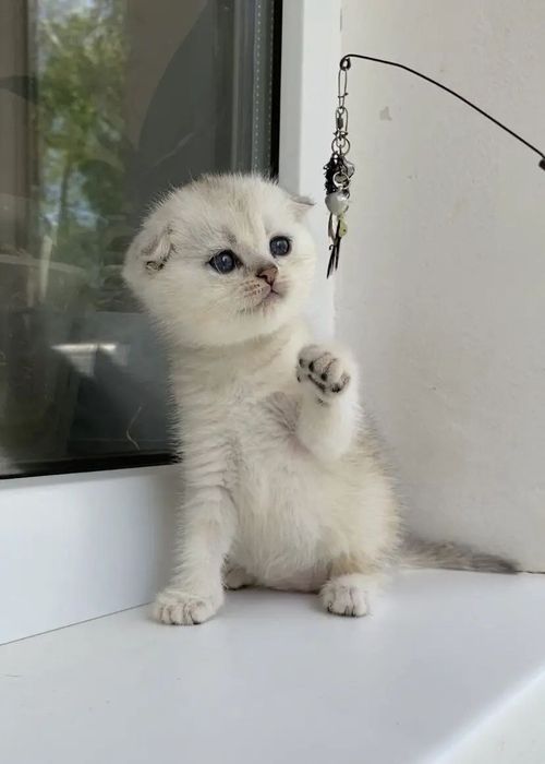 В продаже скоттиш фолд