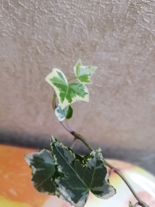 Продаю вариегатный плющ (хедера)