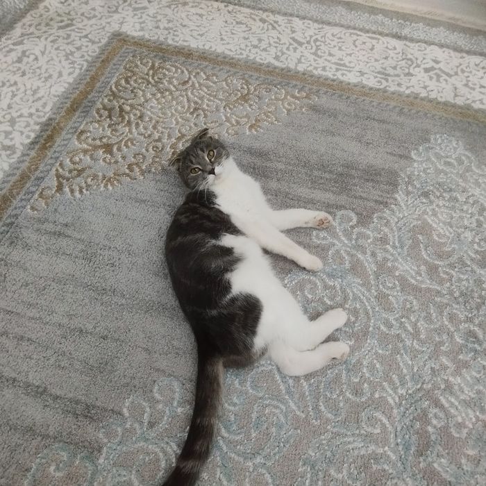 Отдам хорошие руки