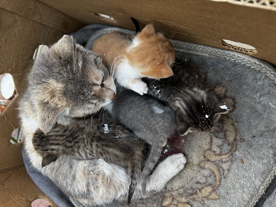 Отдам кошечку и 4 котята