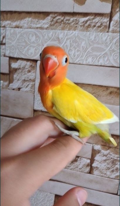 Ручной неразлучник попугай