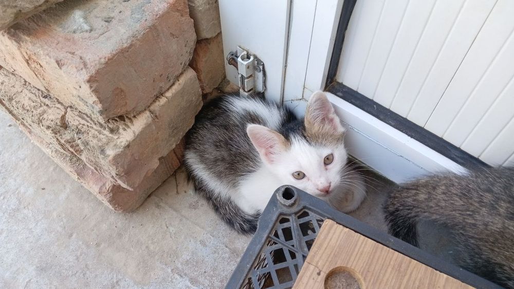 Отдам бесплатно котят,кушают все,латок  знают на 100 проценто,без блох