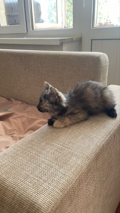 Котенок девочка