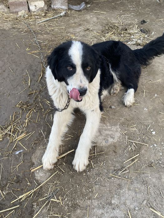 Ит сатылады алып қалыныздар