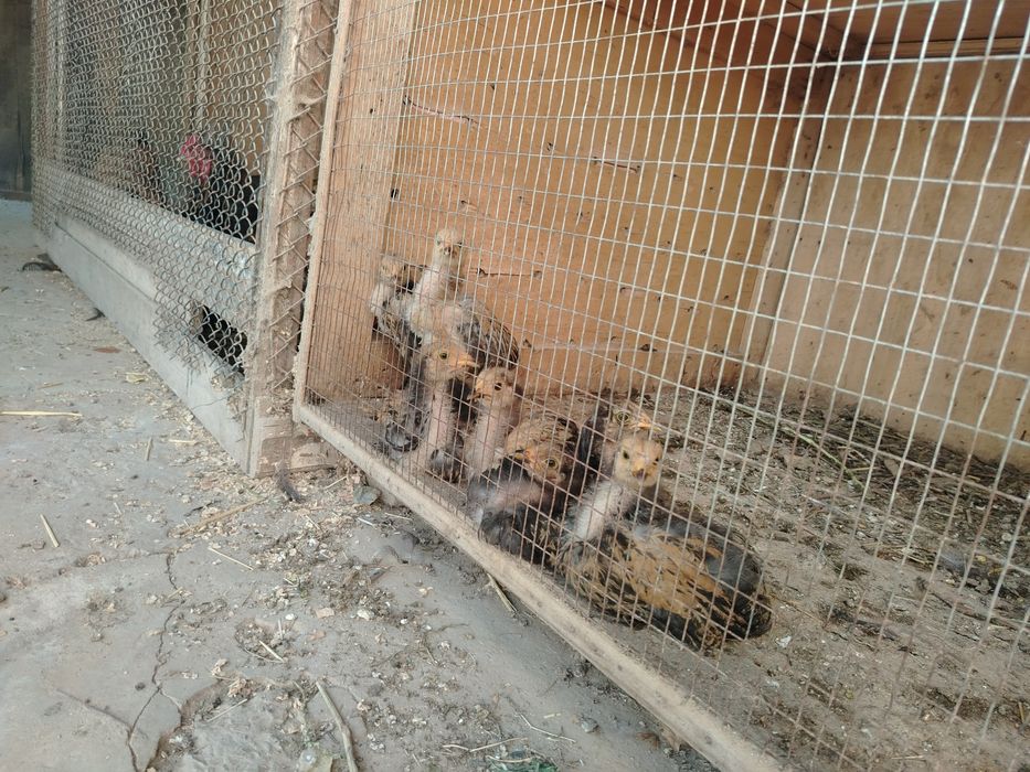 БРАМА Палвий Пух Жужалари 2 Ойли