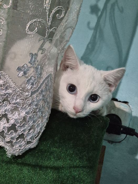 отдам кошку в добрые руки