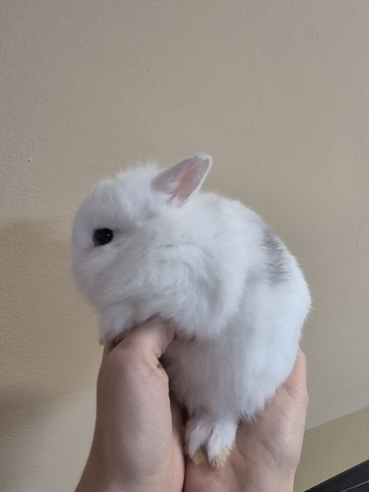 Подарявам клепоухо  Мини зайче