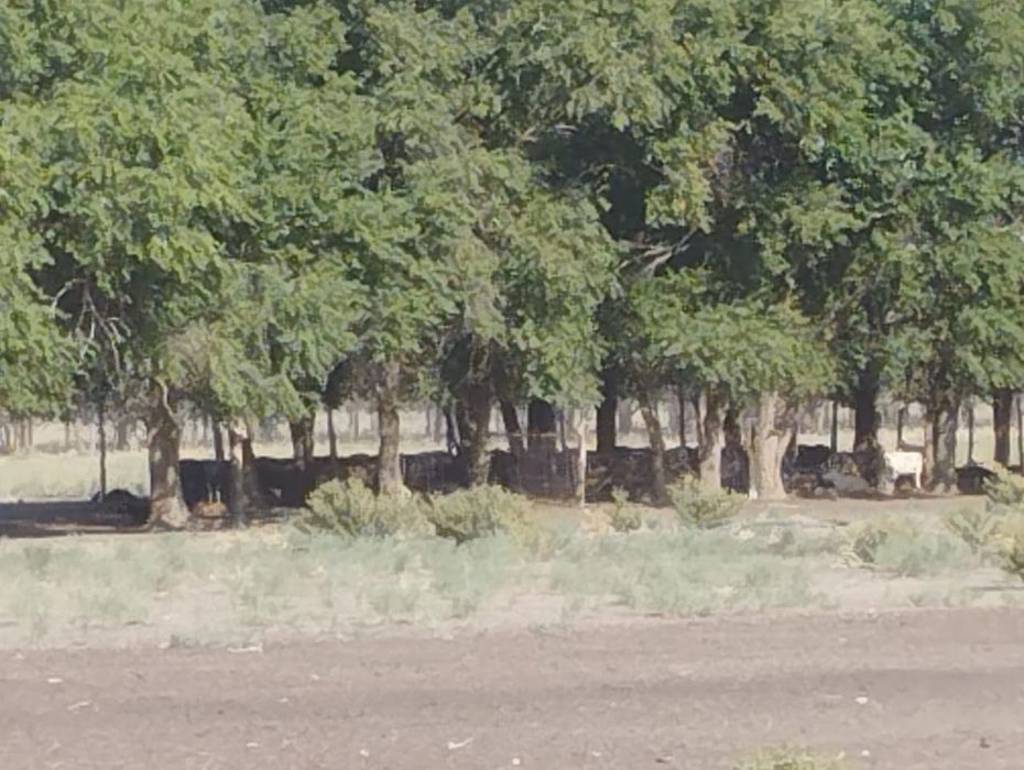 Продается Фазенда