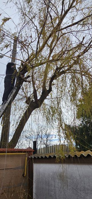 Toaletari copaci cu alpinisti