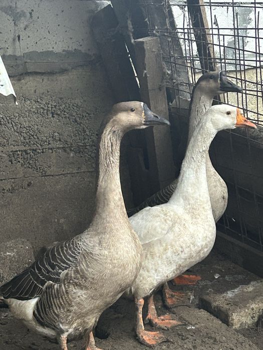 Vând  Gâște Toulouse foarte frumoase ,o gâsca si doi gâscani
