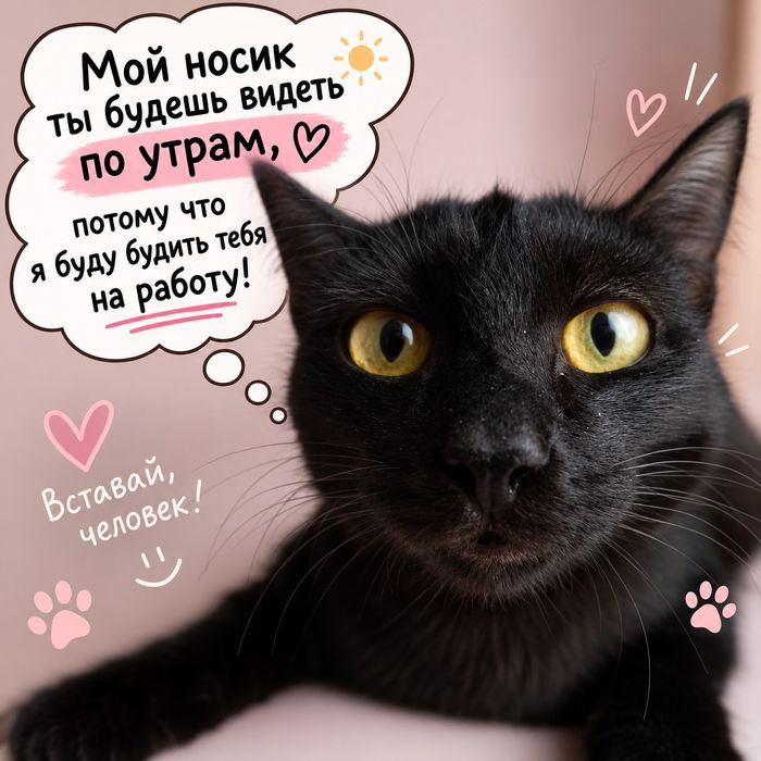 Молодая кошечка в добрые руки.