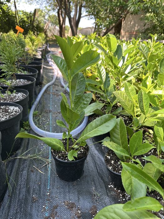 Butasi Laur englezesc, Leylandii, Euonymus, Photinia, Hortensie, rasad
