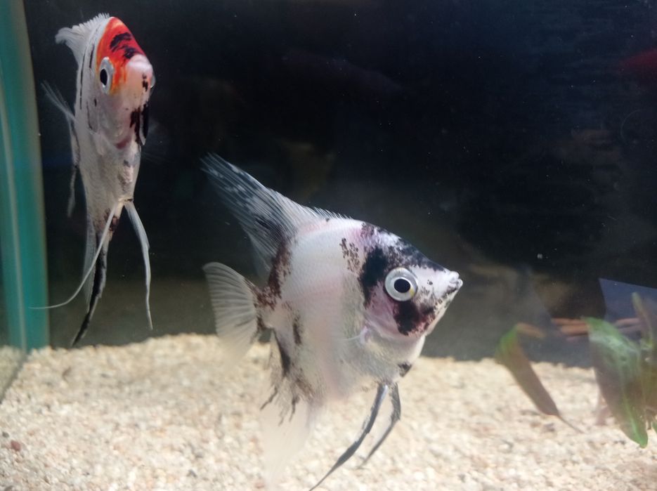 Скалярий кои пара