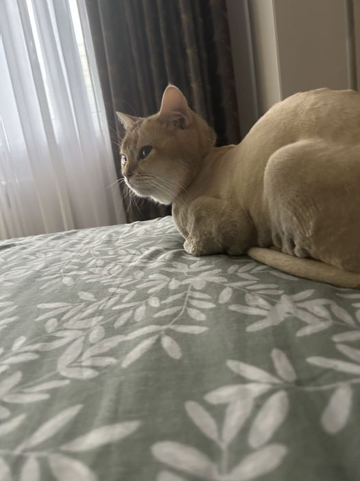Продам домашнего кота Мартина