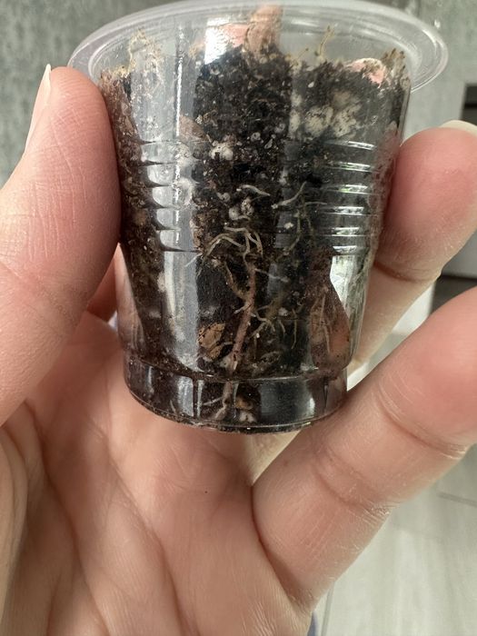 Алоказия Розовый Дракон