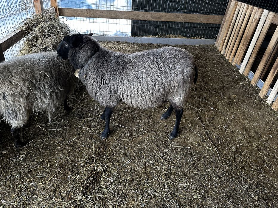 Berbec si oi romanov