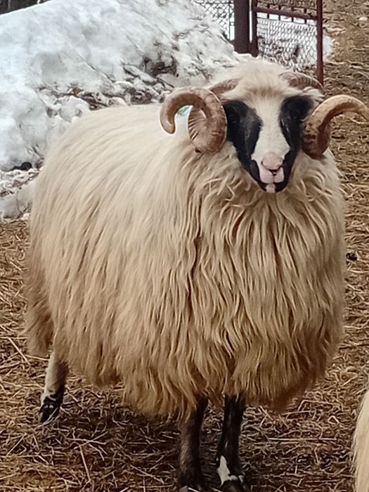 Berbeci brezi stramiori