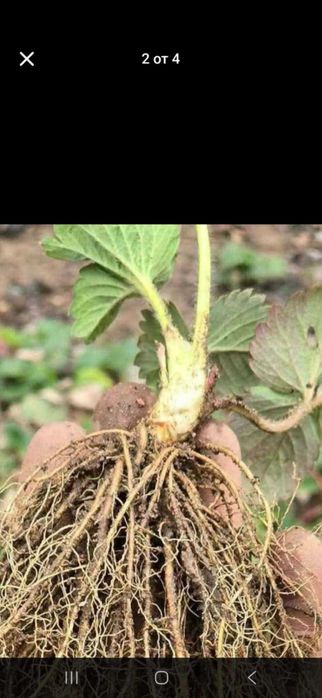 Продавам разсад ягоди и малини