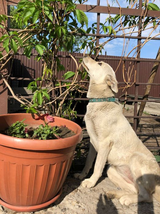 Собака в добрые руки