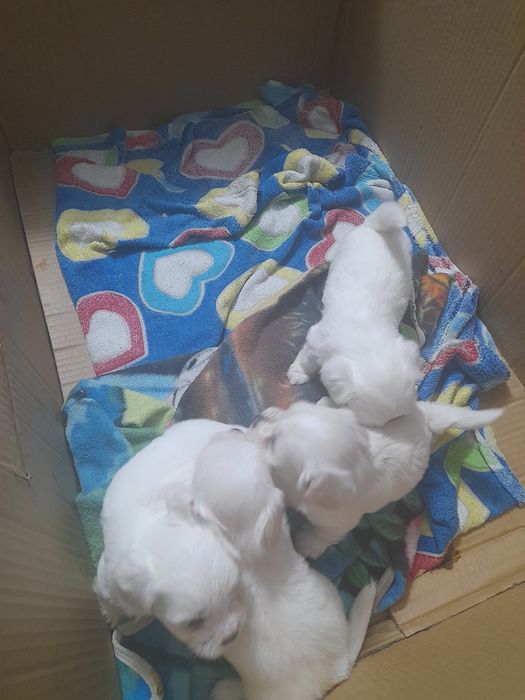 3 fetite și un băiețel drăgălaș și jucausi