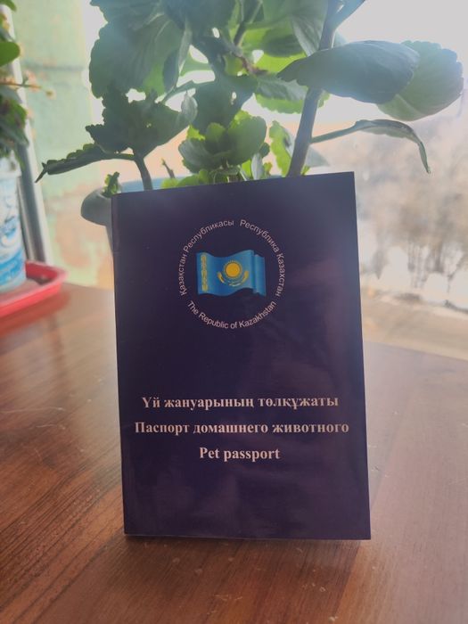 продам собаку Чихуахуа