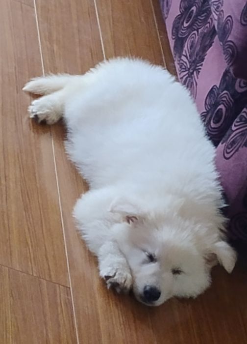 Ciobanesc Elvețian -lup alb Berger Blanc Suisse