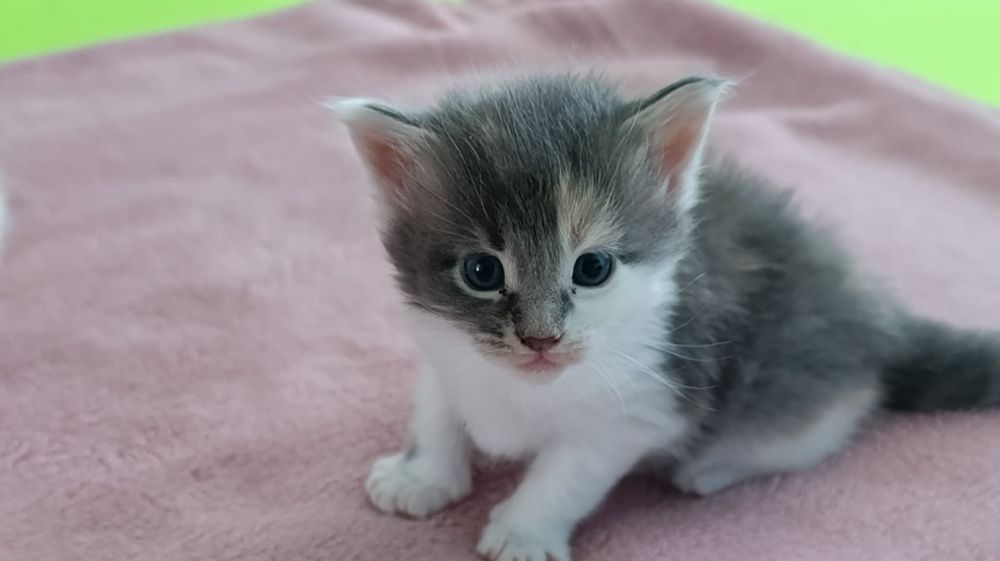 Мейн Кун момиче на 3 месеца