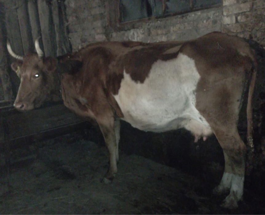 Продам дойных коров