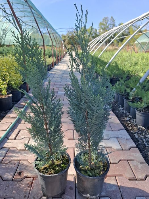 Producator vand Chiparos Lawsoniana