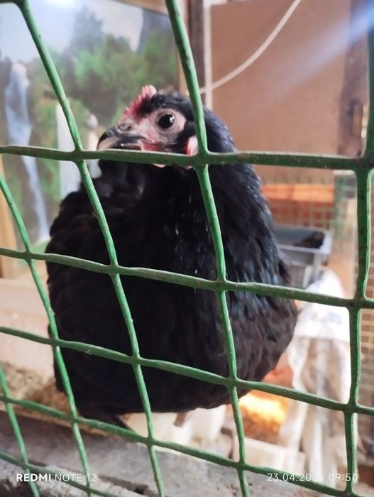 Яйцо для инкубатора