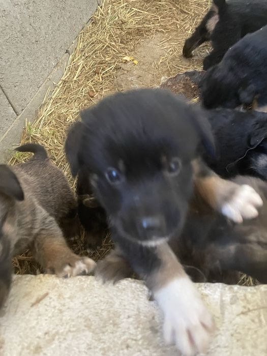 Catelusi pentru adoptie