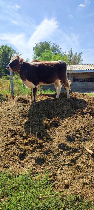Продам тёлок 7-8 месяцев.