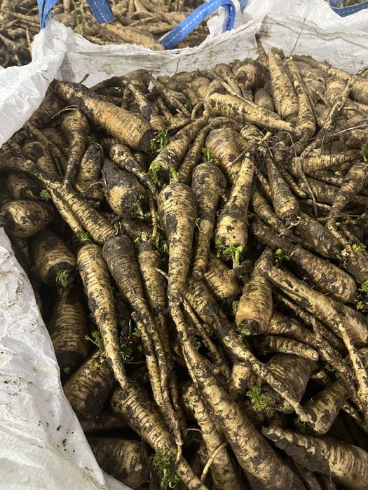 Pastarnac de vanzare