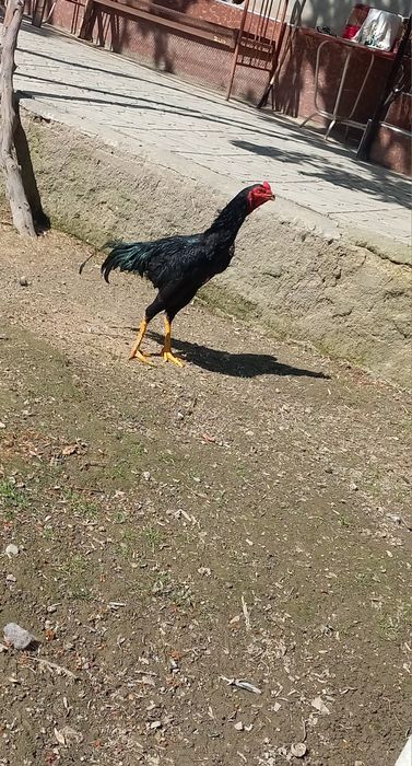 Dakan jòja sotiladi