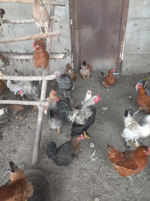 Яйца инкубационные