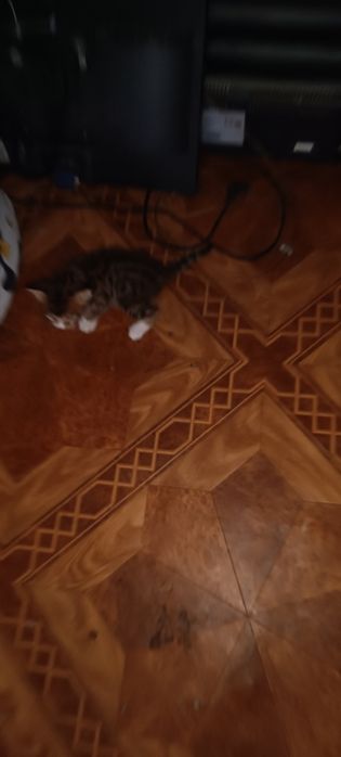 Продам бенгальских котят