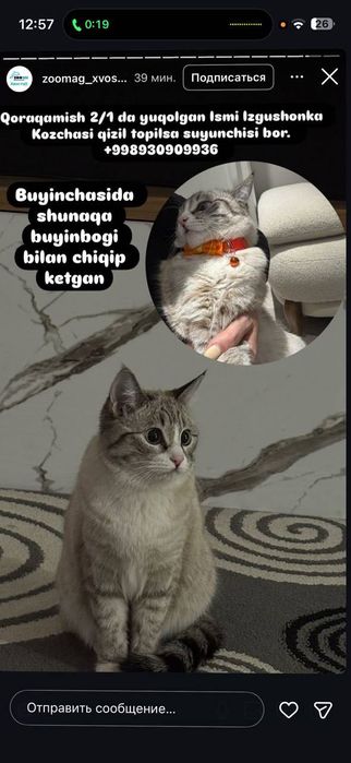 Пропала кошка, Каракамыш