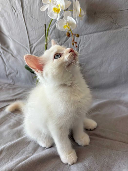 котета Рагдол-Ragdoll kittens