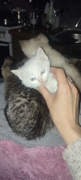 Отдам котят в хорошие руки