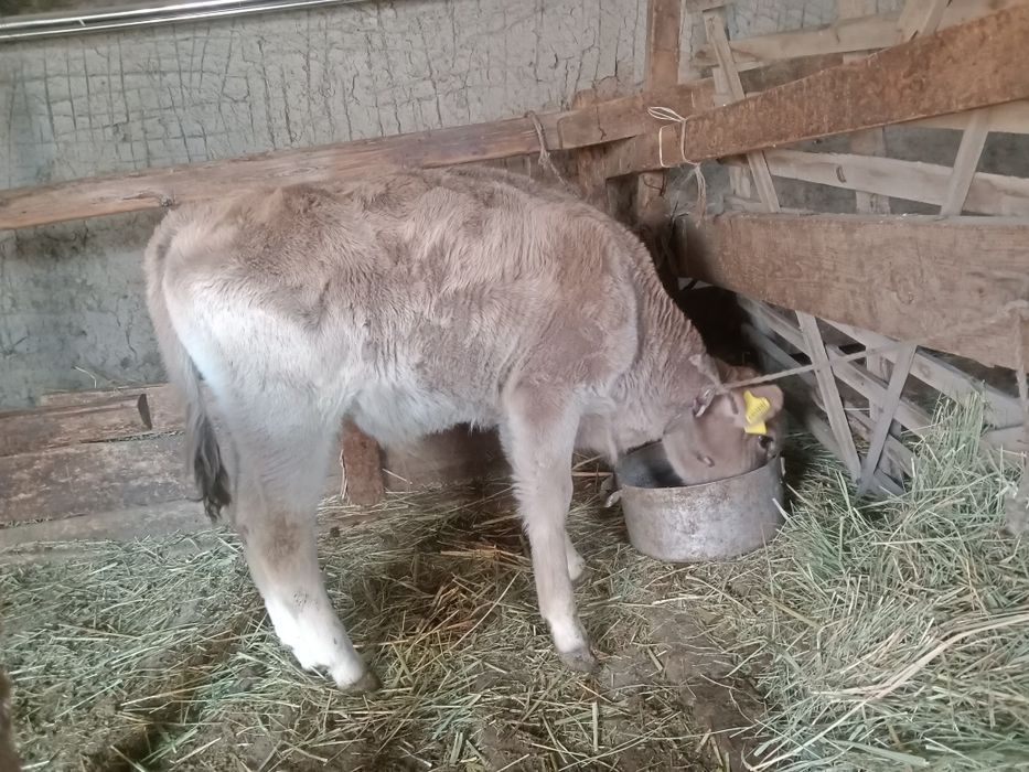 Сйыр еркек бұзауымен