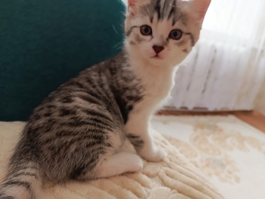 Котенок в добрые руки