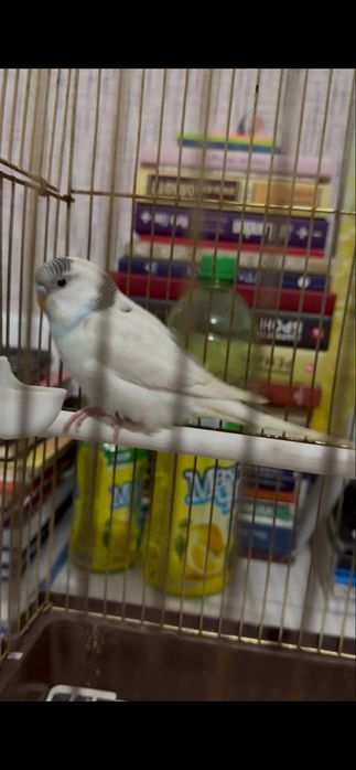 попугай волнистый шымкент