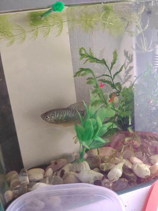Продам аквариум с рыбкой