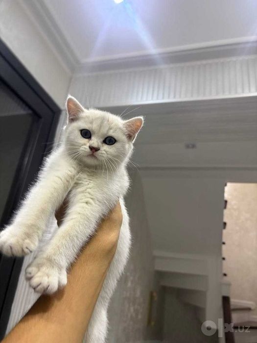 Mushuk,shinshilla