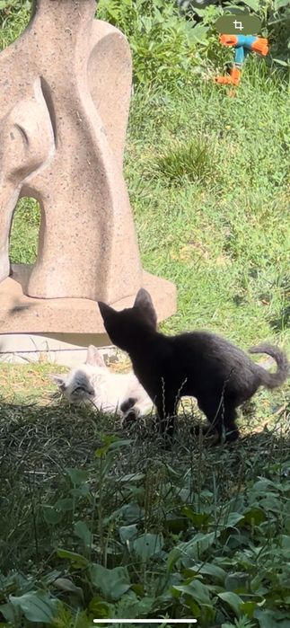 Отдам котят в хорошие руки