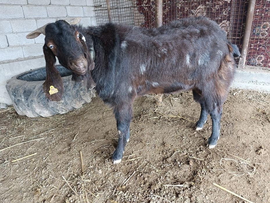 Теке. Казел. Парода битал пакестанский